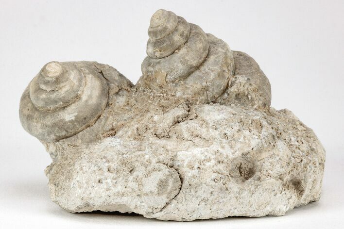 Two Mississippian Gastropods (Euomphalus) - Humboldt, Iowa #212061